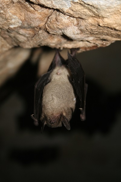 Cincinnati Gray Bat